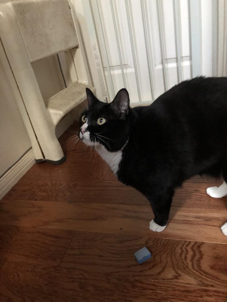 Enlarge Marie, a Adoptable mixed breed in Parker, CO image 5/5