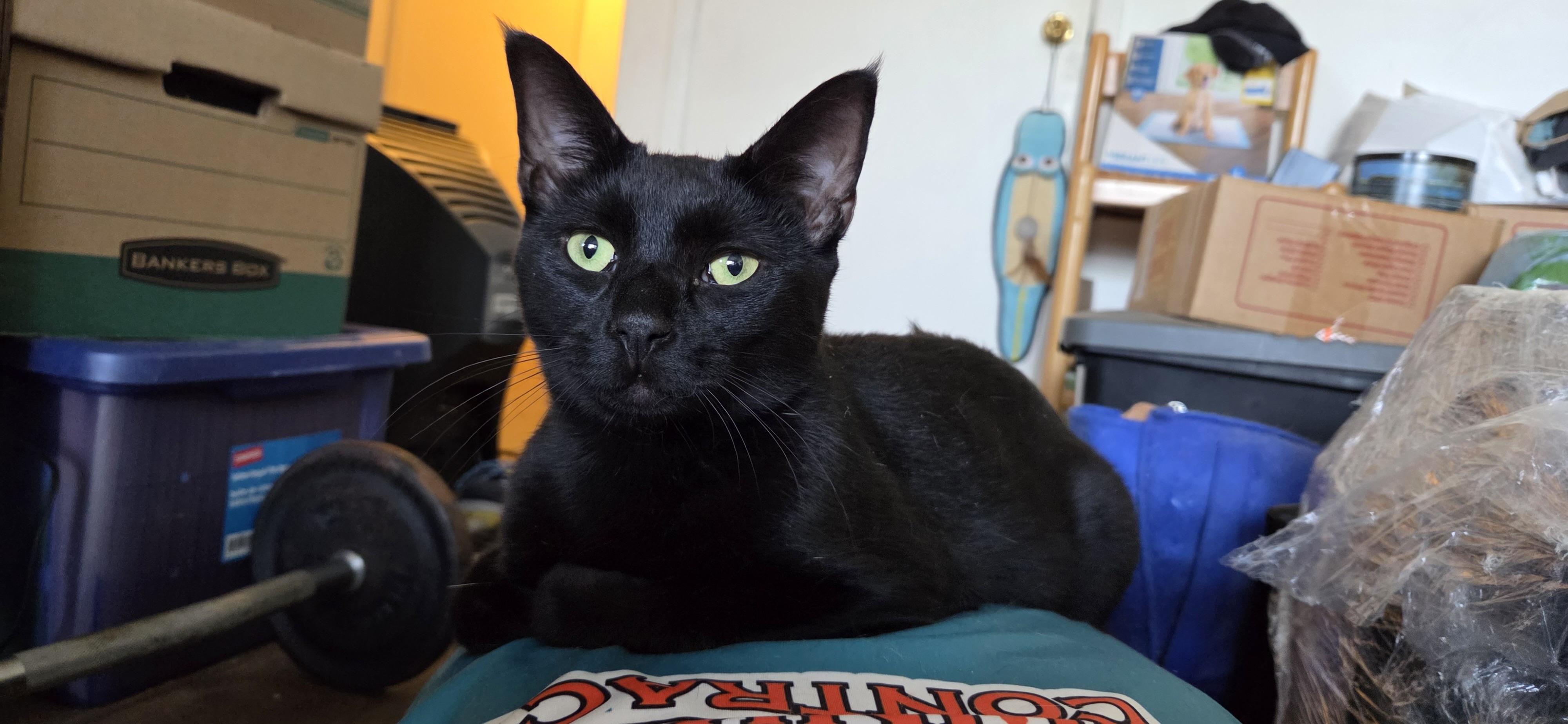 COSMO, a Adoptable Domestic Short Hair in Churchville, PA image 1/3