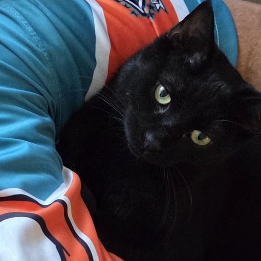 Enlarge COSMO, a Adoptable Domestic Short Hair in Churchville, PA image 2/3