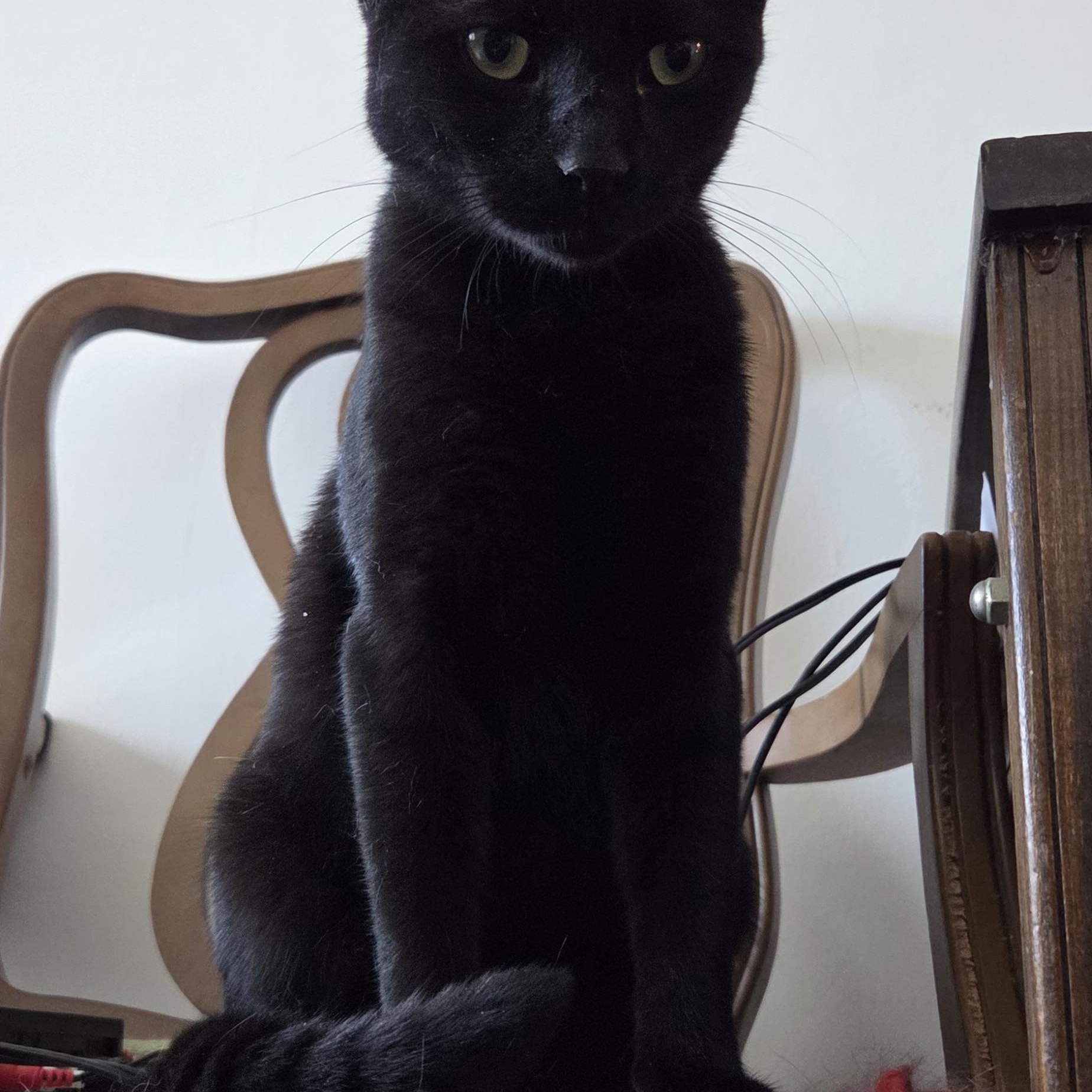 COSMO, a Adoptable Domestic Short Hair in Churchville, PA image 3/3