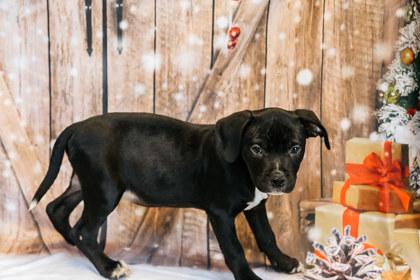 Astro, a Adoptable mixed breed in Dothan, AL image 2/4