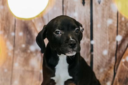 Astro, a Adoptable mixed breed in Dothan, AL image 3/4