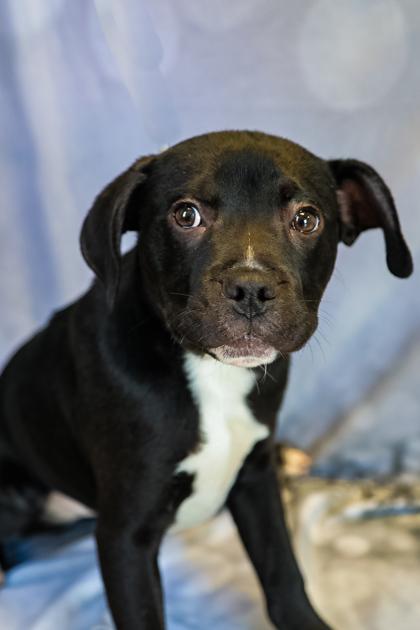 Astro, a Adoptable mixed breed in Dothan, AL image 4/4