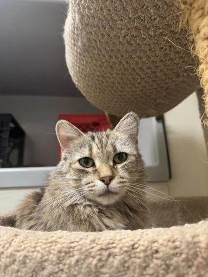 Rosa, ADOPTABLE, Adult Female Domestic Medium Hair.