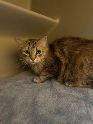 Rosa, a ADOPTABLE Domestic Medium Hair in Williamsport, PA image 2/2