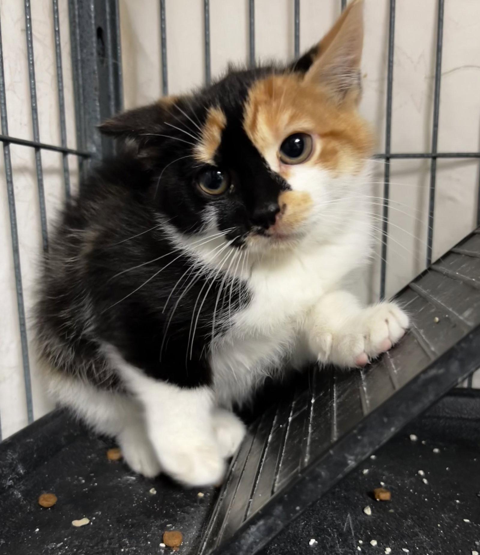 GinGin, Adopted, Kitten Female Calico & Domestic Short Hair.