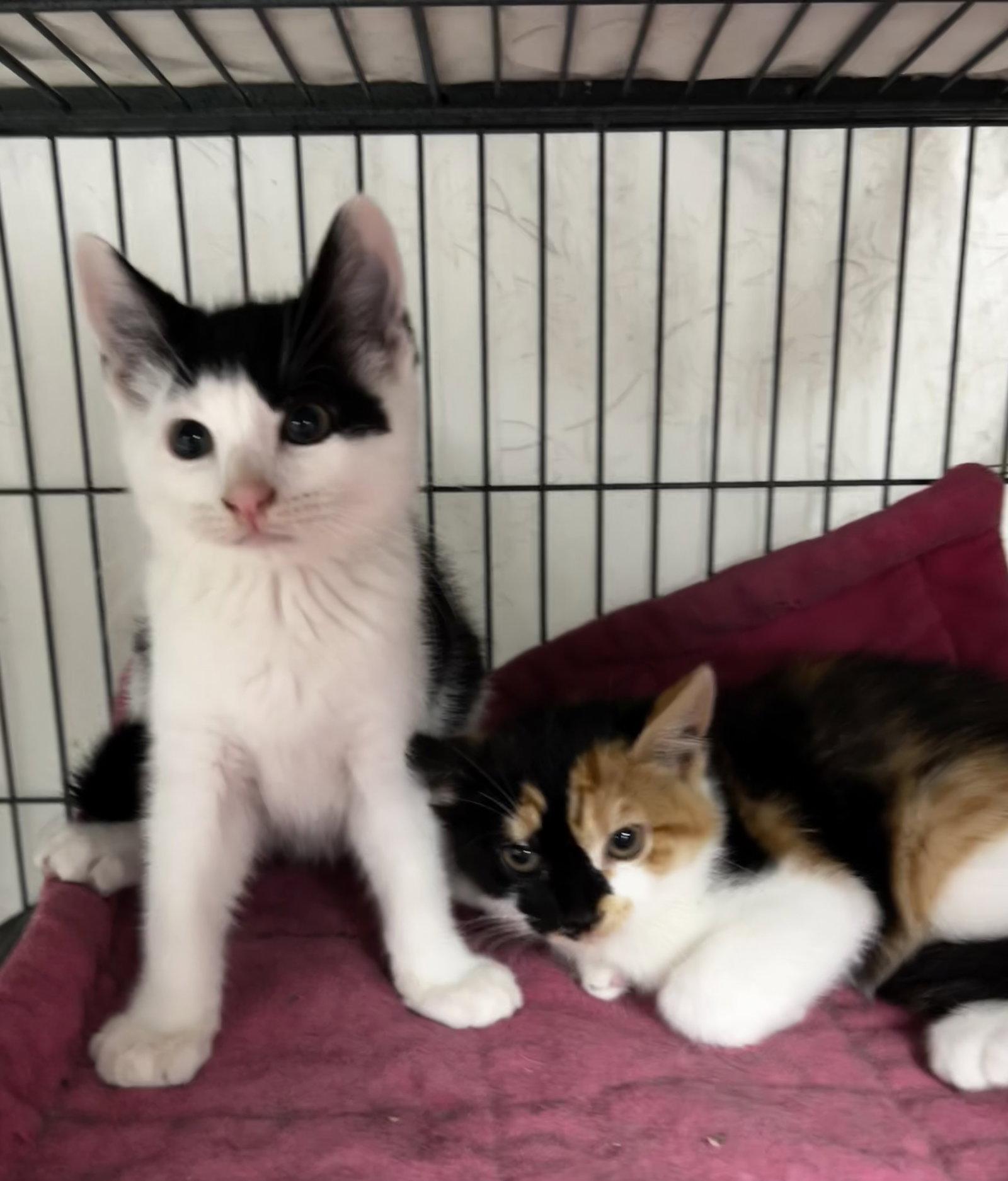 Enlarge GinGin, a Adopted mixed breed in Ringwood, NJ image 2/3