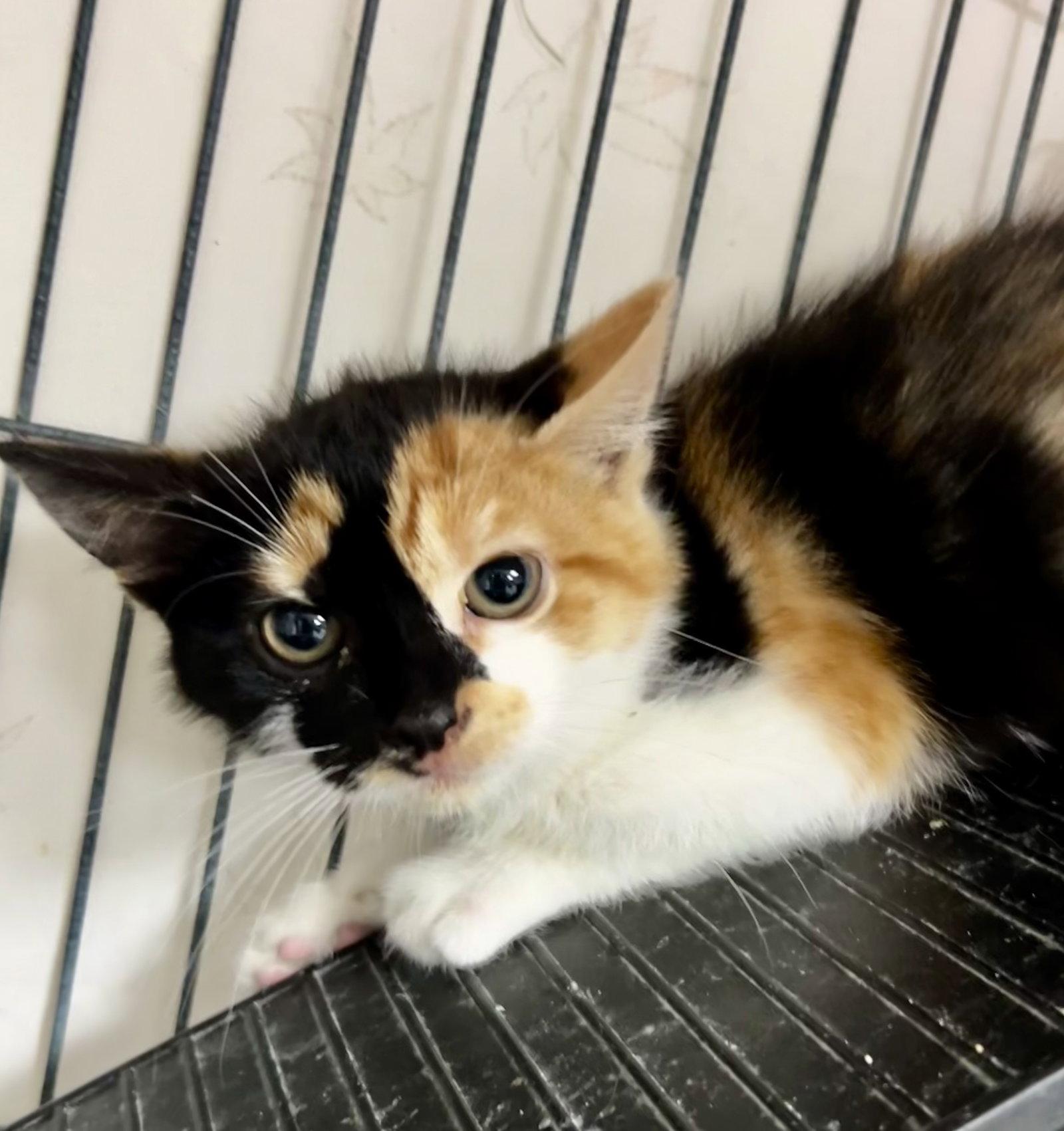 Enlarge GinGin, a Adopted mixed breed in Ringwood, NJ image 3/3