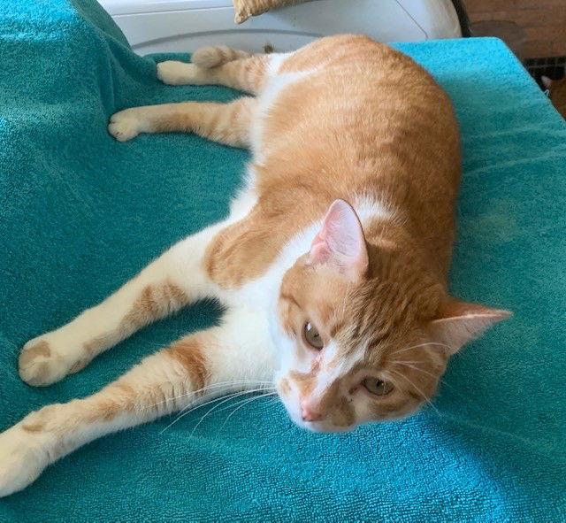 Oliver, Adoptable, Adult Male Domestic Short Hair.