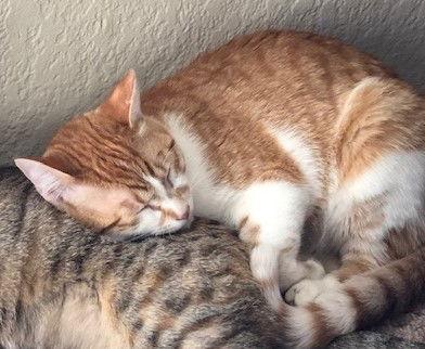 Oliver, a Adoptable Domestic Short Hair in Crescent, OK image 2/4