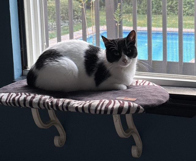 Lucy, ADOPTABLE, Adult Female Domestic Short Hair.