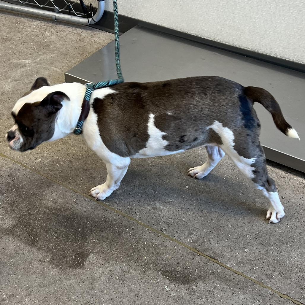 Enlarge Lola, a Adoptable Mixed Breed in Las Cruces, NM image 1/5