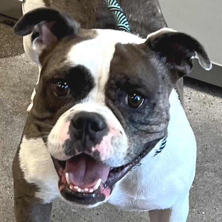 Enlarge Lola, a Adoptable Mixed Breed in Las Cruces, NM image 2/5