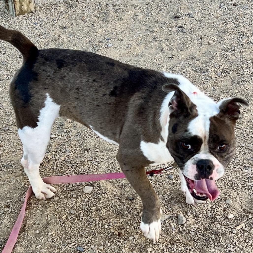 Enlarge Lola, a Adoptable Mixed Breed in Las Cruces, NM image 3/5