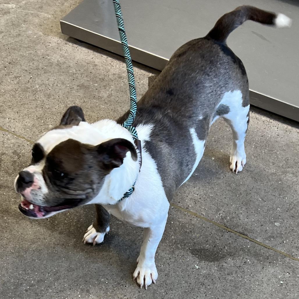 Enlarge Lola, a Adoptable Mixed Breed in Las Cruces, NM image 4/5