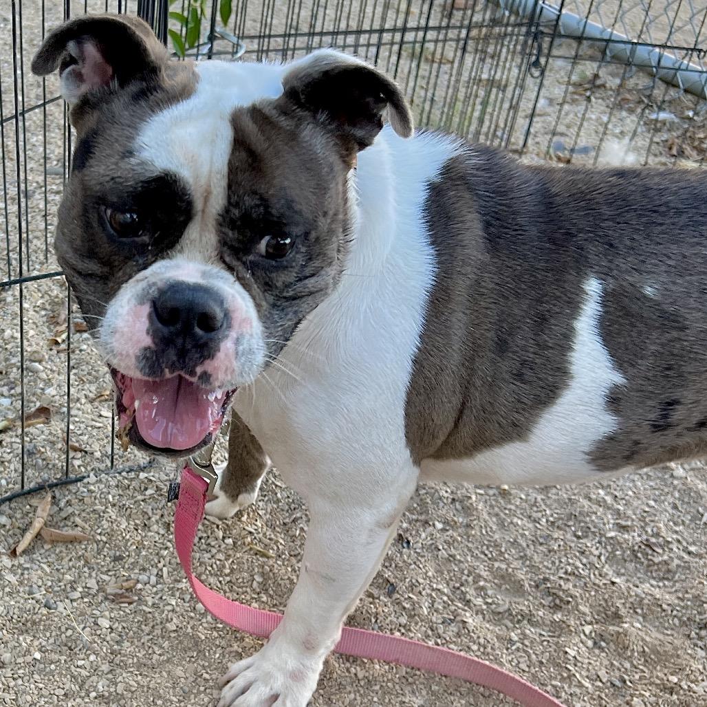 Enlarge Lola, a Adoptable Mixed Breed in Las Cruces, NM image 5/5