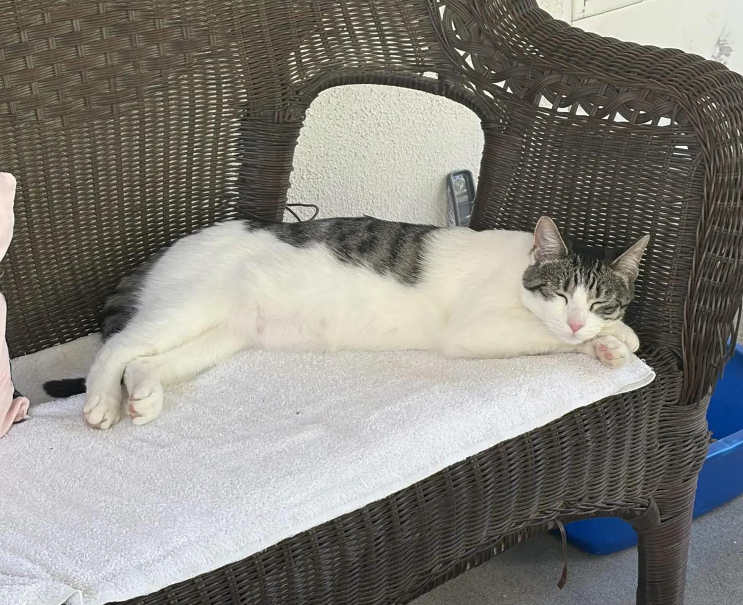 Enlarge Bingo, a ADOPTABLE Domestic Short Hair in San Luis Obispo, CA image 3/3