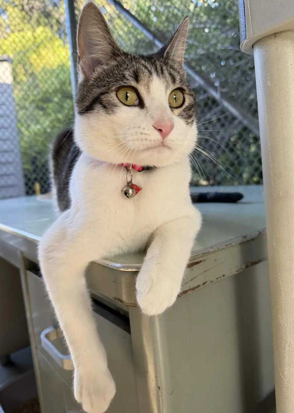 Enlarge Bingo, a ADOPTABLE Domestic Short Hair in San Luis Obispo, CA image 2/3