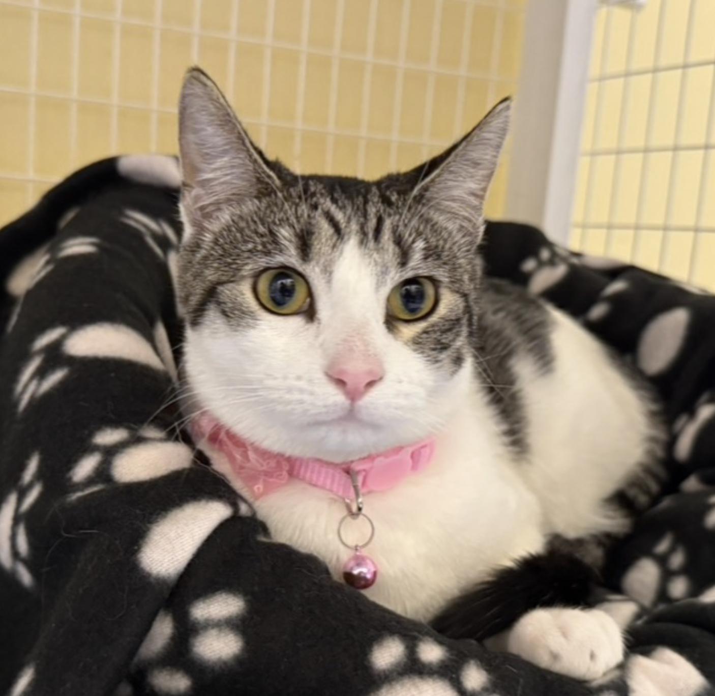 Enlarge Bingo, a ADOPTABLE Domestic Short Hair in San Luis Obispo, CA image 1/3