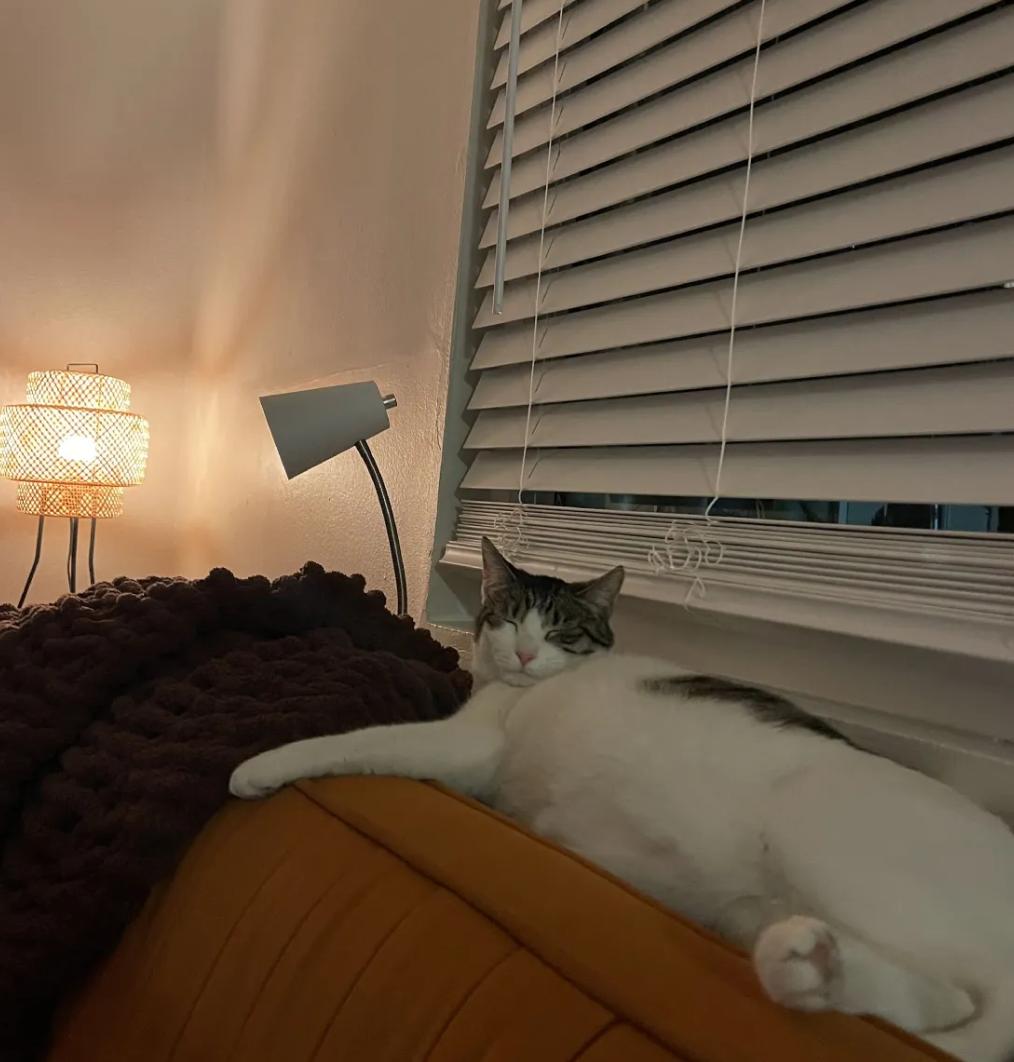 Enlarge Bingo, a ADOPTABLE Domestic Short Hair in San Luis Obispo, CA image 1/6