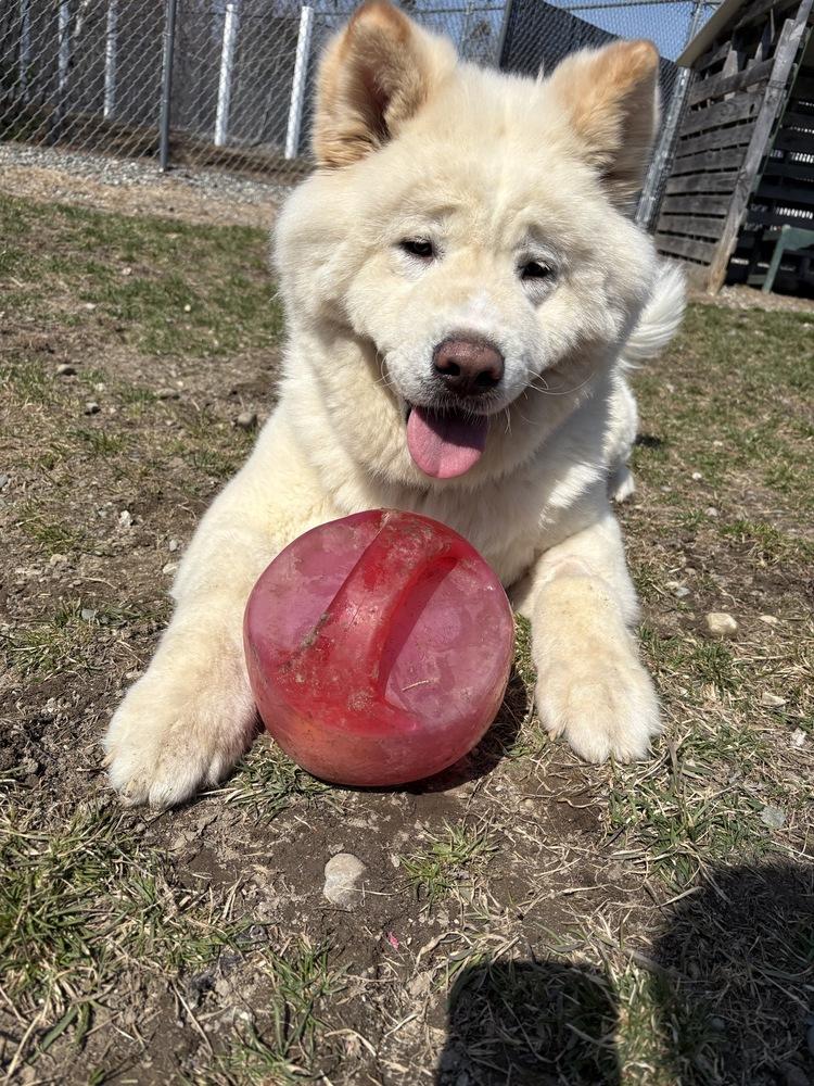 Sora, Adoptable, Young Female Akita.