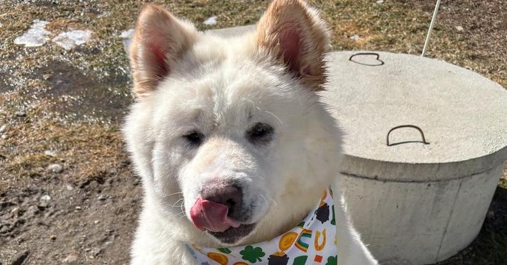 Enlarge Sora, a Adoptable mixed breed in Trenton, ME image 5/6