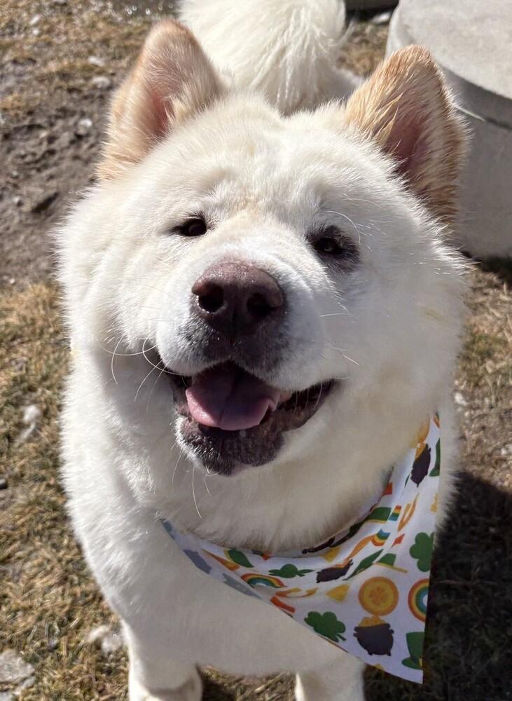 Enlarge Sora, a Adoptable mixed breed in Trenton, ME image 6/6