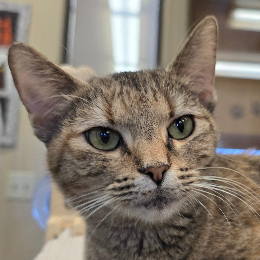 Tails, Adoptable, Young Female Domestic Short Hair.