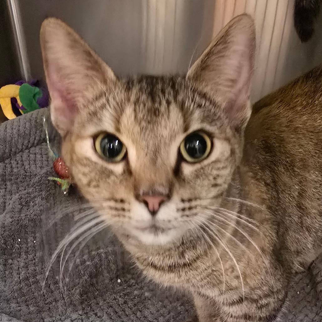 Tails, Adoptable, Young Female Domestic Short Hair.