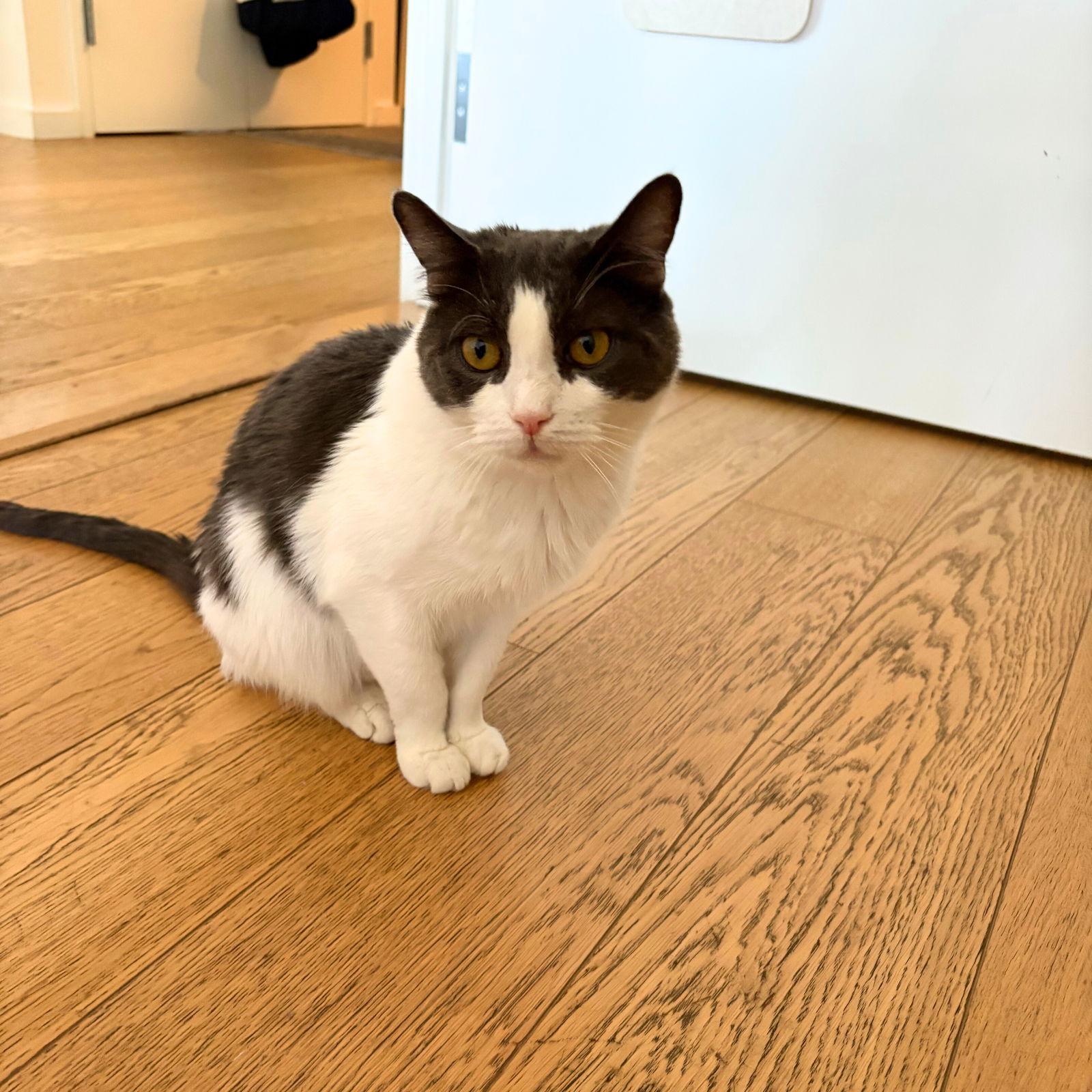 Oscar, Adoptable, Adult Male Domestic Short Hair.