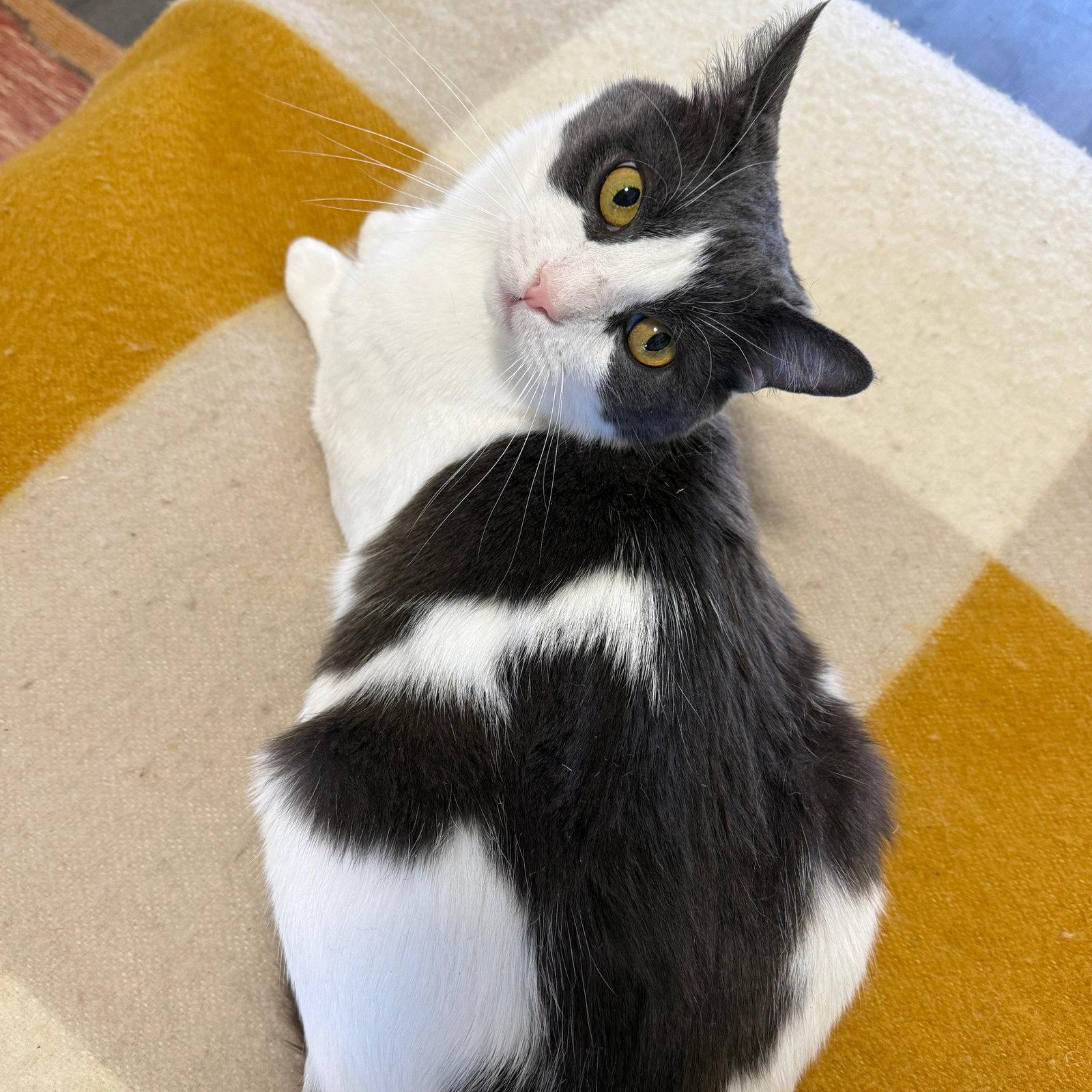 Oscar, Adoptable, Adult Male Domestic Short Hair.