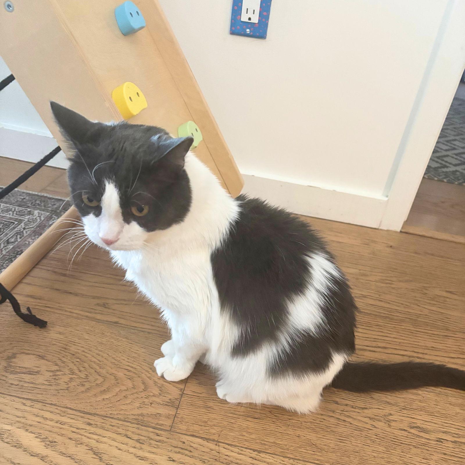 Enlarge Oscar, a Adoptable Domestic Short Hair in Brooklyn, NY image 2/3