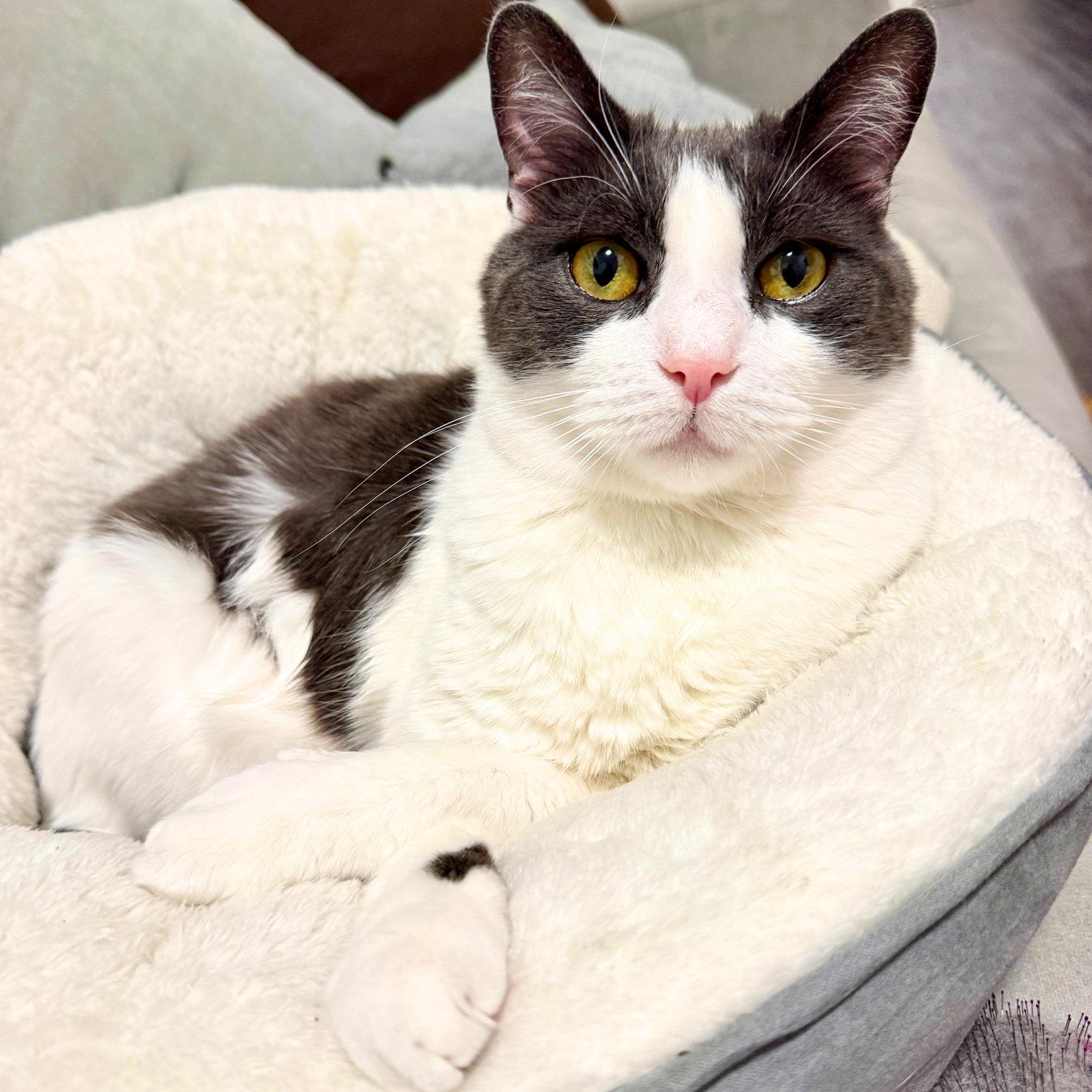 Enlarge Oscar, a Adoptable Domestic Short Hair in Brooklyn, NY image 2/3