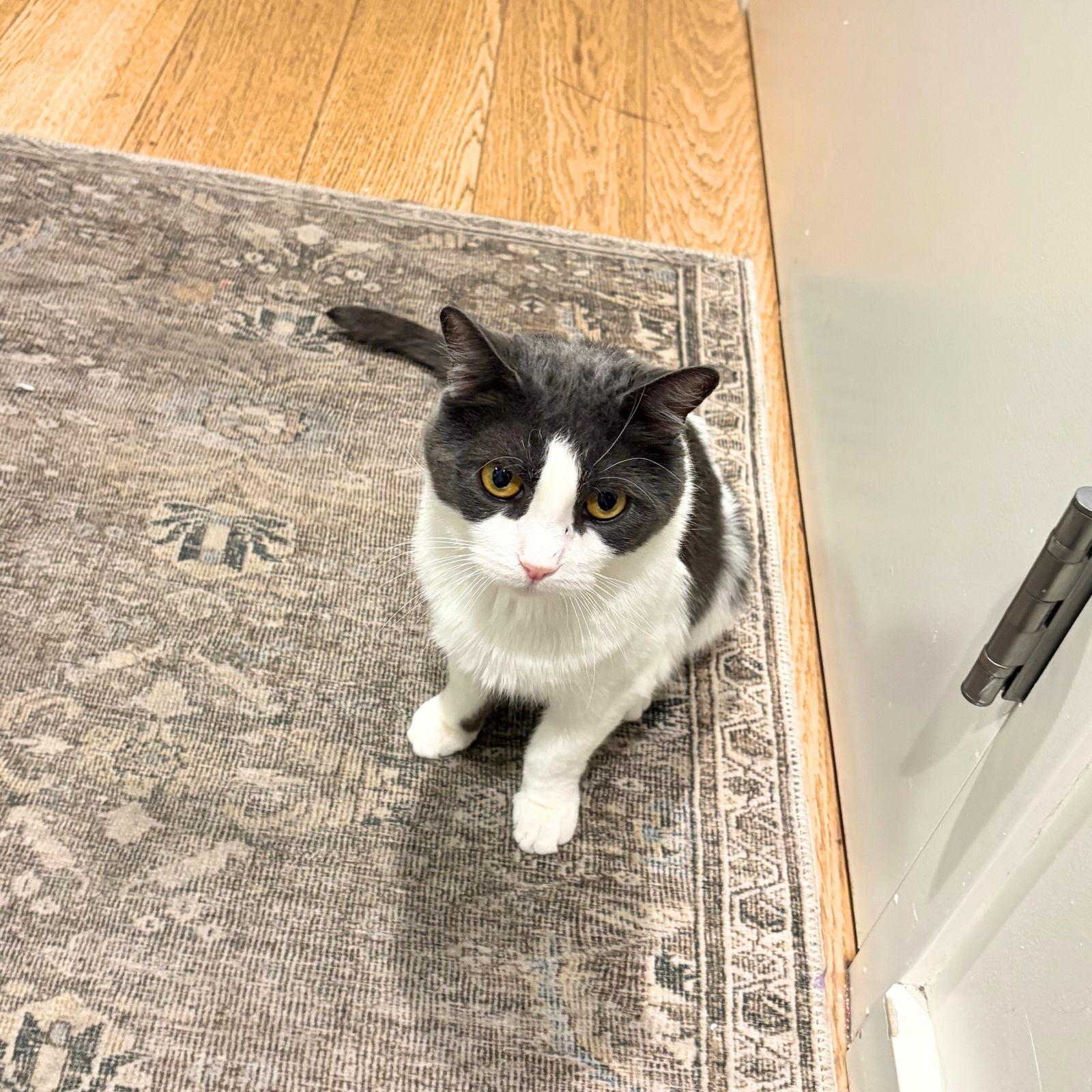 Enlarge Oscar, a Adoptable Domestic Short Hair in Brooklyn, NY image 3/3