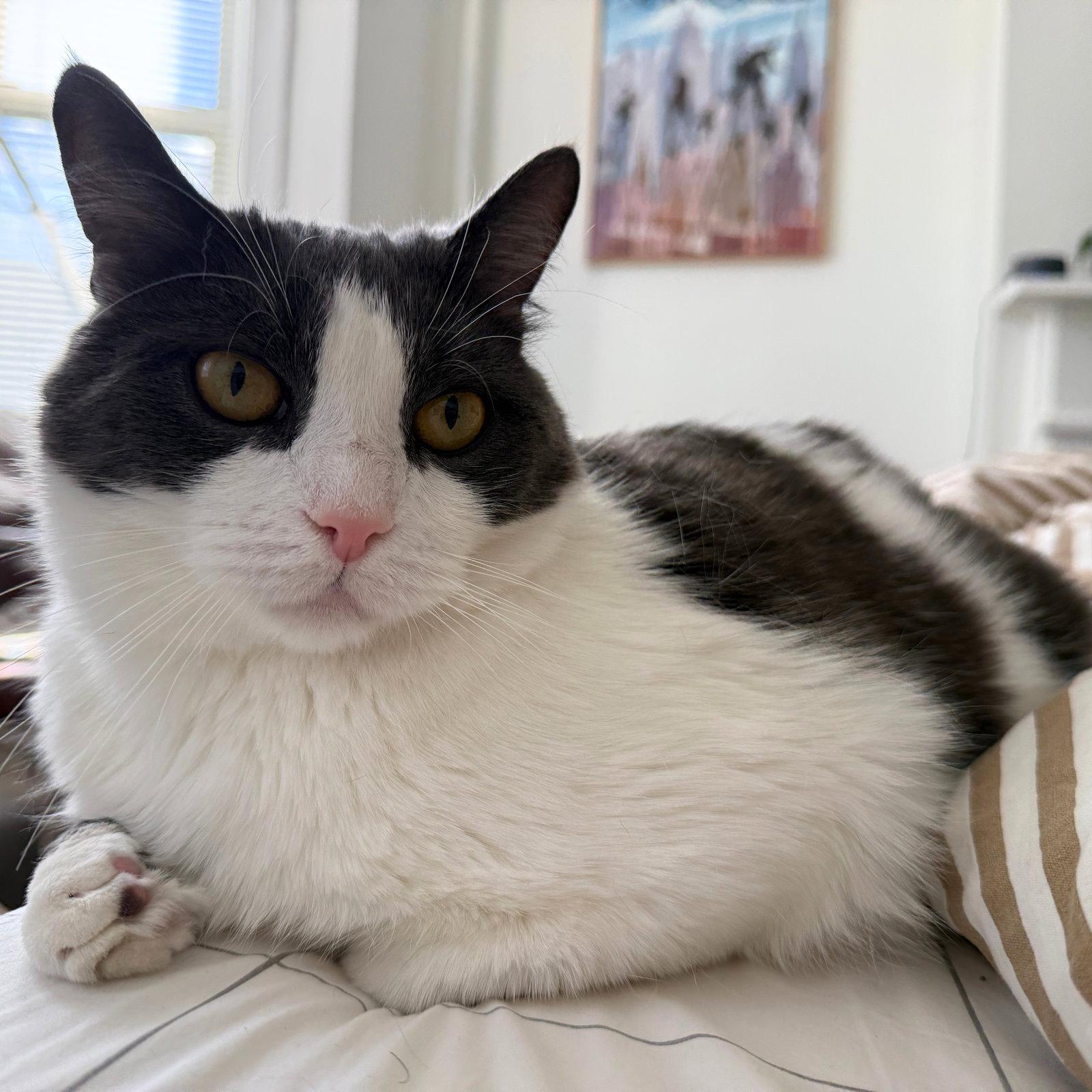 Enlarge Oscar, a Adoptable Domestic Short Hair in Brooklyn, NY image 3/3