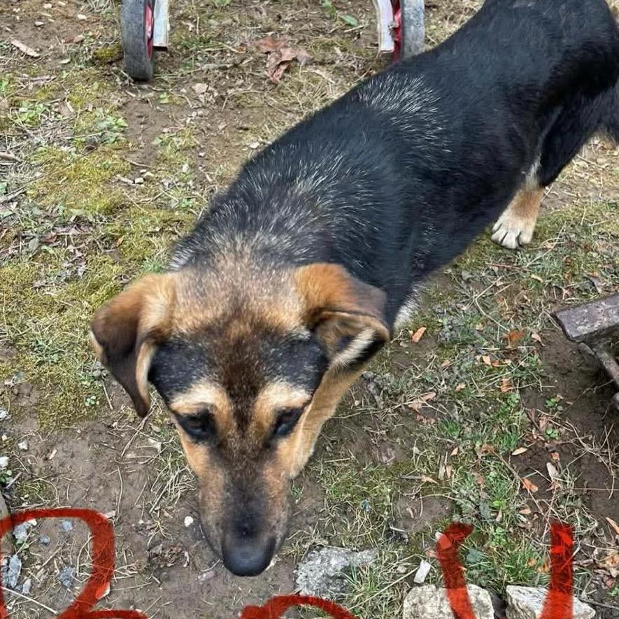 Otto, Adoptable, Young Male German Shepherd Dog.