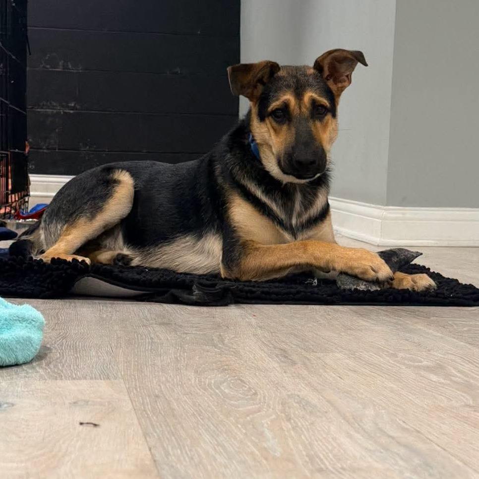 Enlarge Otto, a Adoptable German Shepherd Dog in Farmersville, OH image 2/2