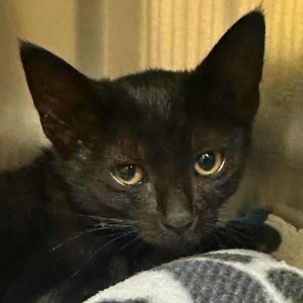 Hosea, Adoptable, Kitten Male Domestic Short Hair.