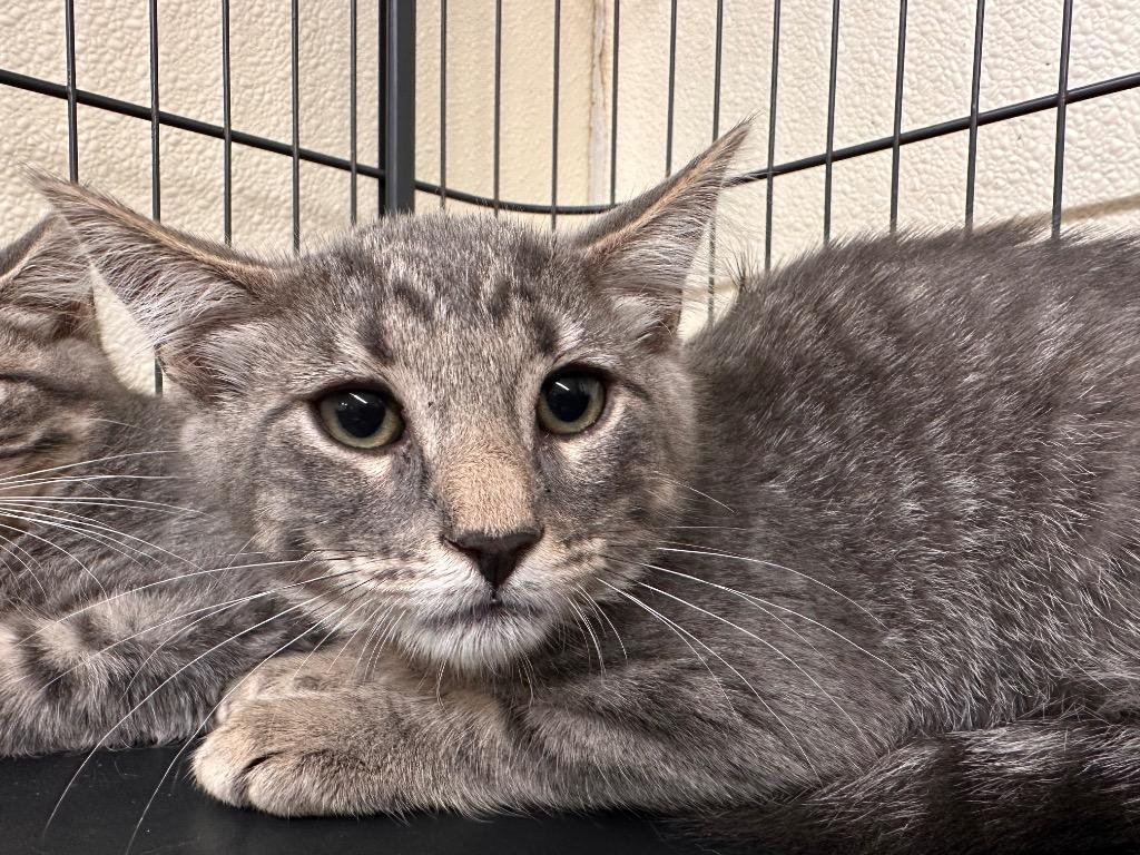 Fred Weasley, Adoptable, Kitten Male American Shorthair.