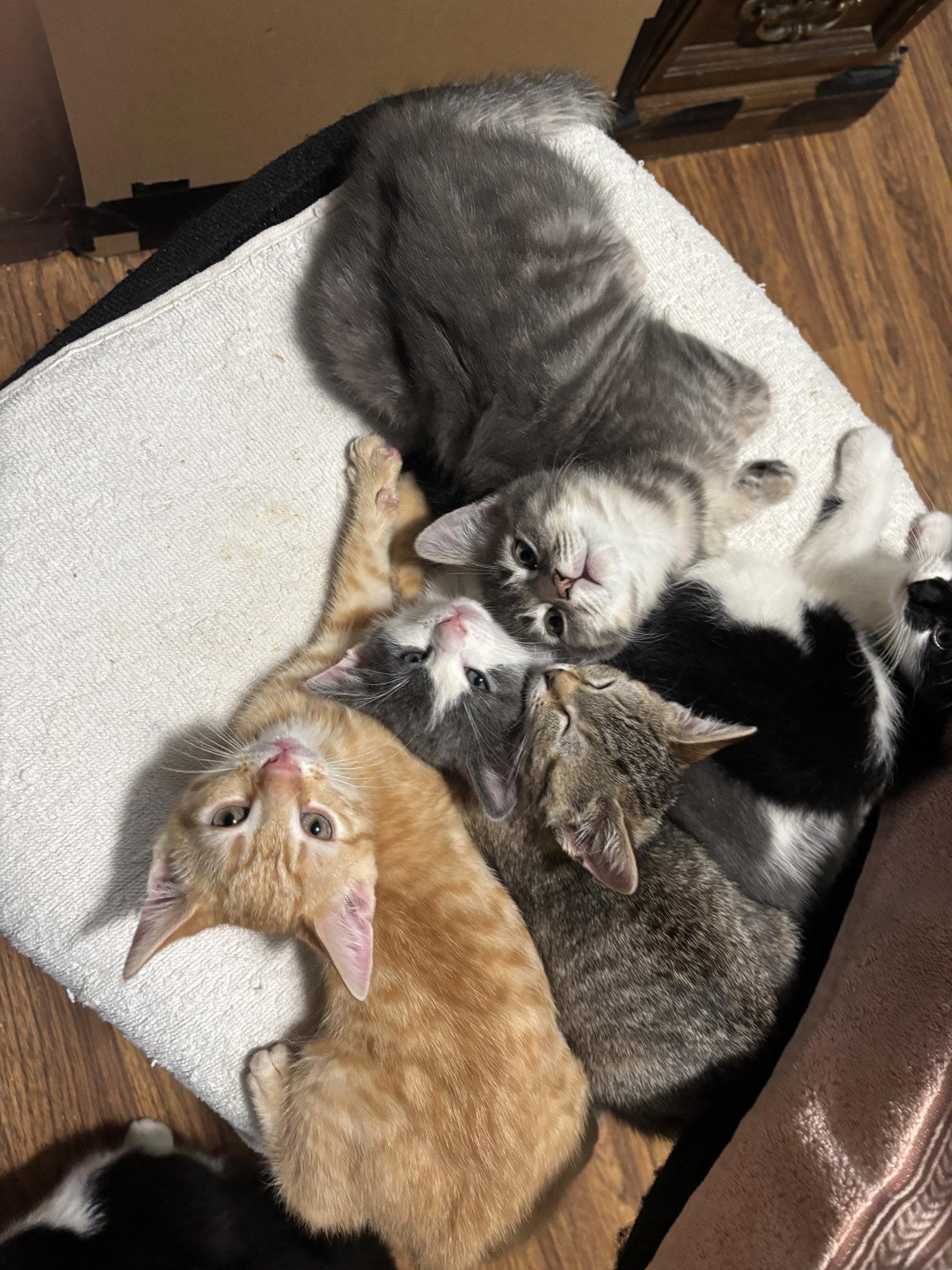 Woody, Adoptable, Kitten Male Domestic Short Hair.