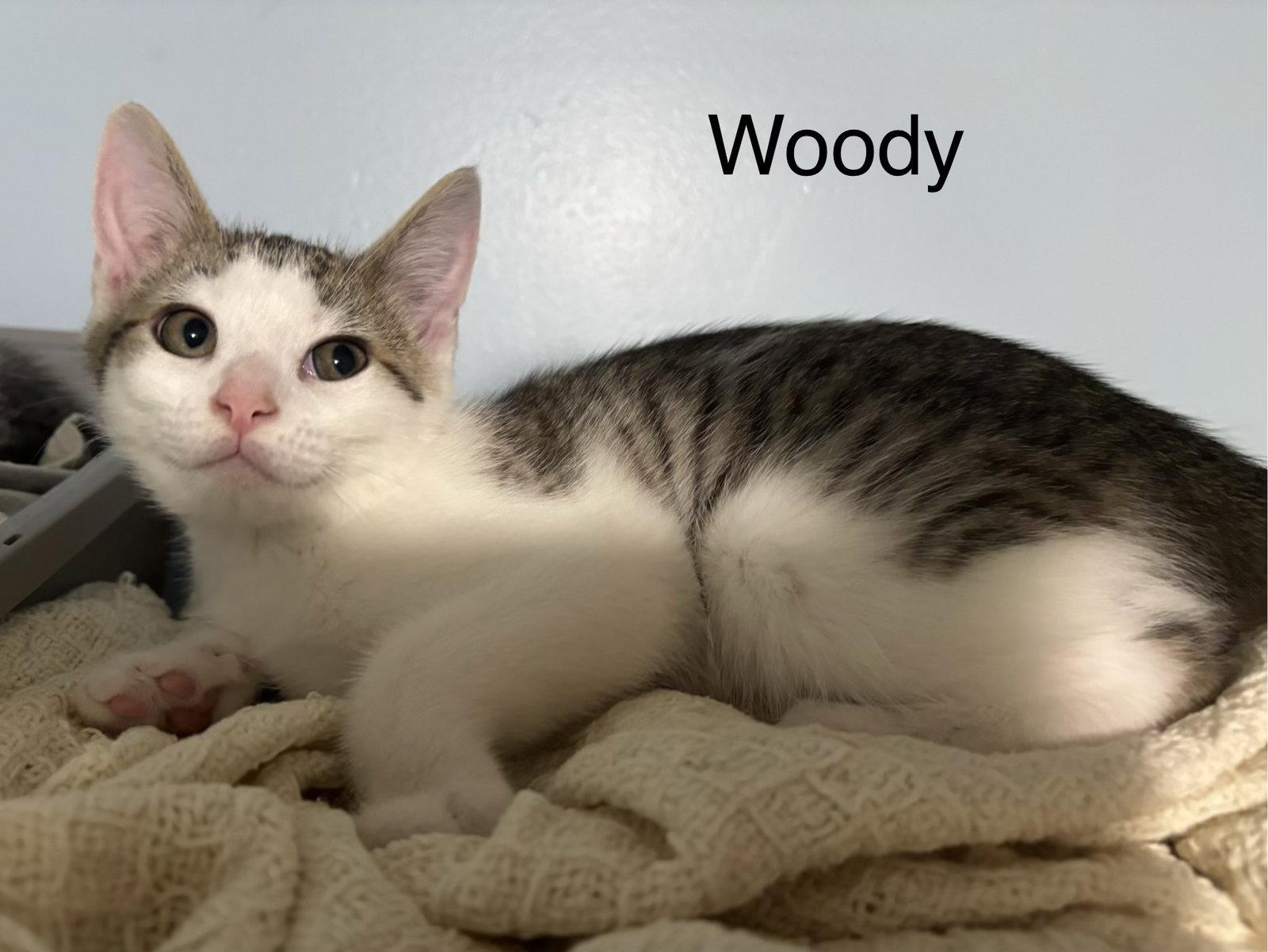 Enlarge Woody, a Adoptable Domestic Short Hair in Naugatuck, CT image 2/3
