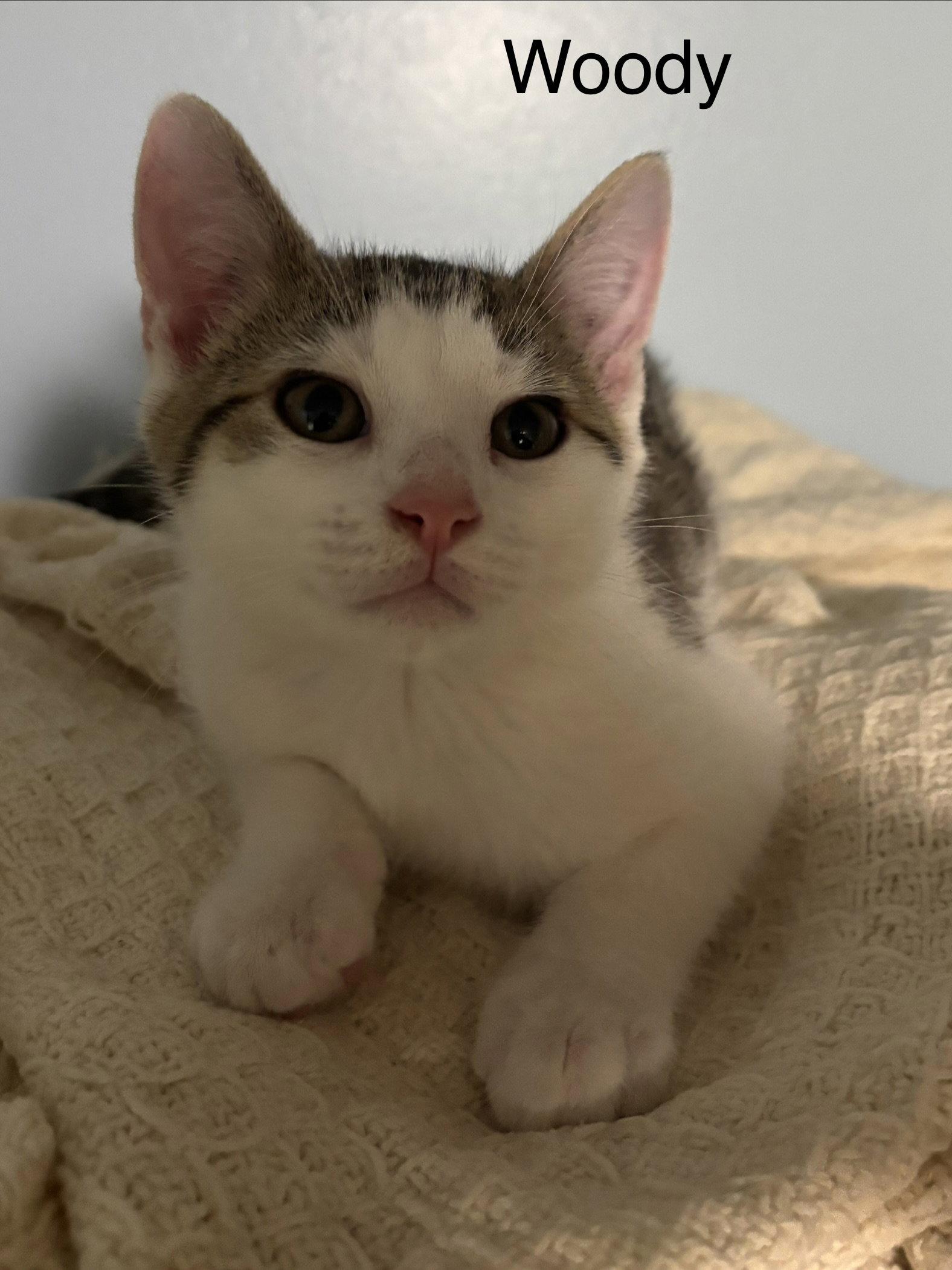Enlarge Woody, a Adoptable Domestic Short Hair in Naugatuck, CT image 3/3
