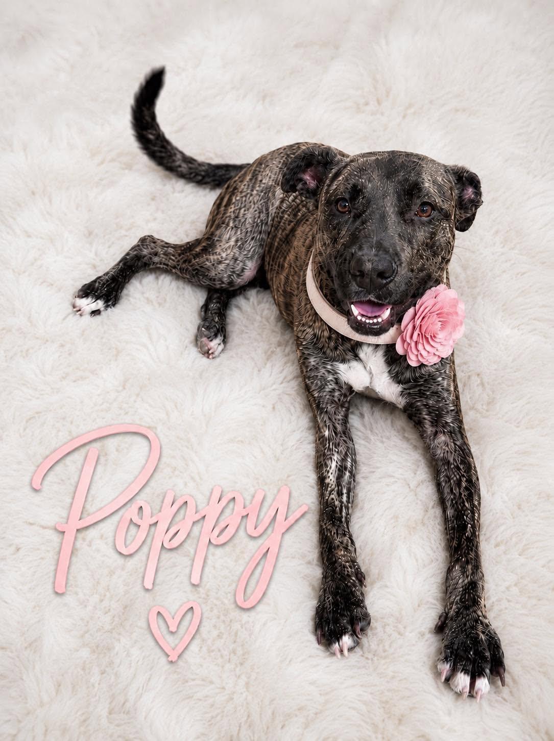 Poppy, a Adoptable mixed breed in Cypress, TX image 1/2