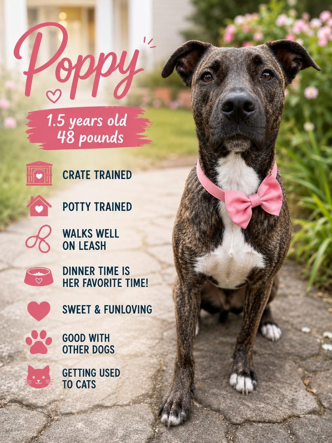 Poppy, a Adoptable mixed breed in Cypress, TX image 2/2