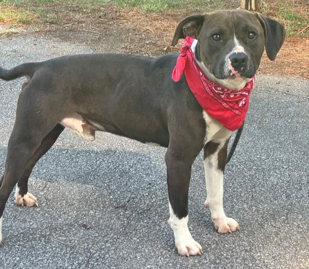 Dog for adoption Rambo, a Mixed Breed in Sumter, SC Petfinder