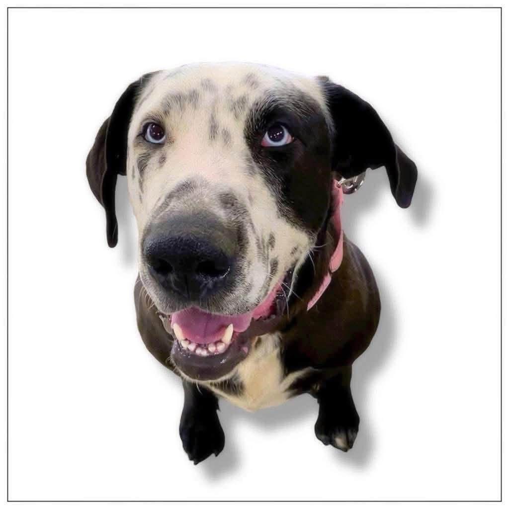 Enlarge Celeste, a Adoptable mixed breed in Southington, CT image 1/6