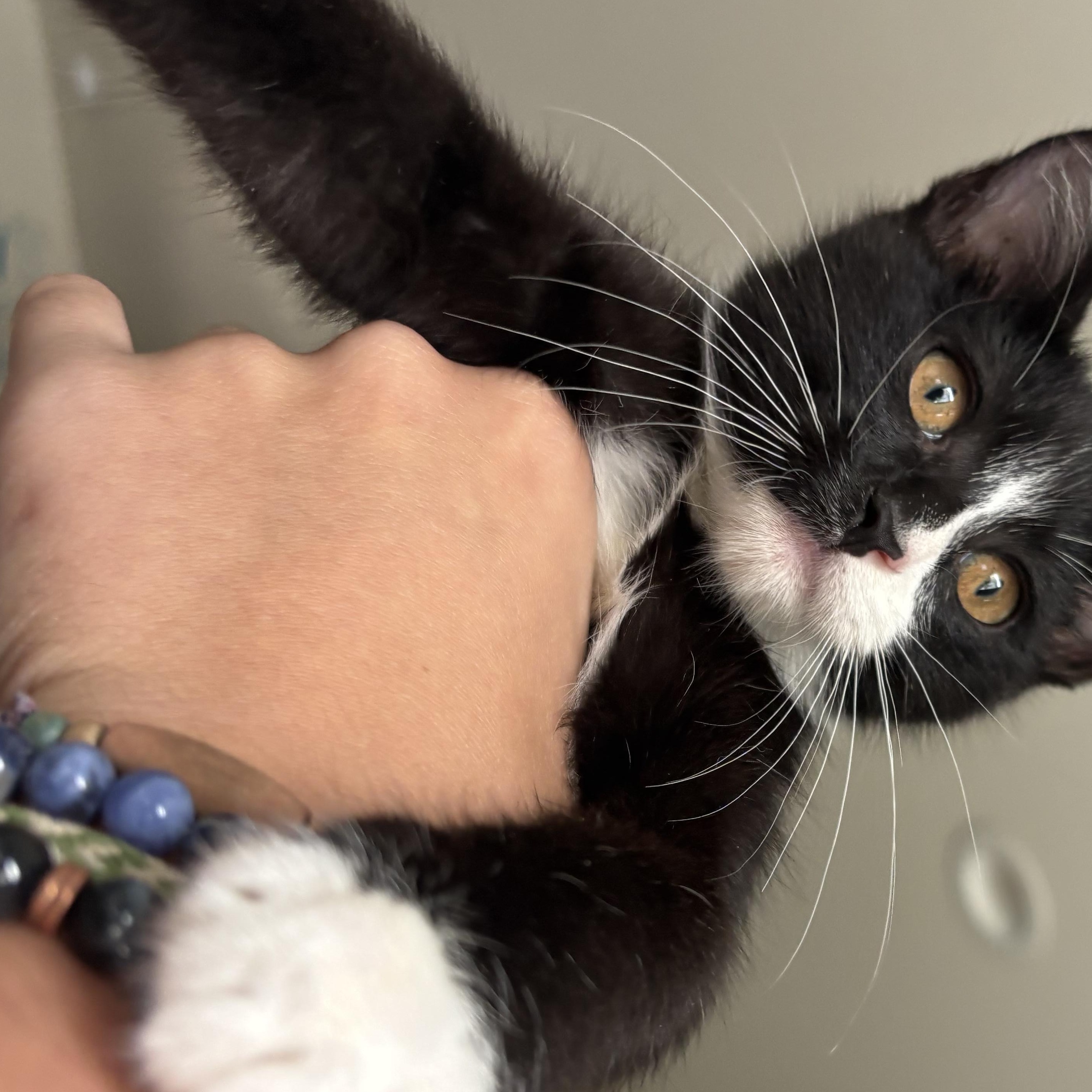 Oscar, a Adoptable Domestic Short Hair in San Luis Obispo, CA image 3/3