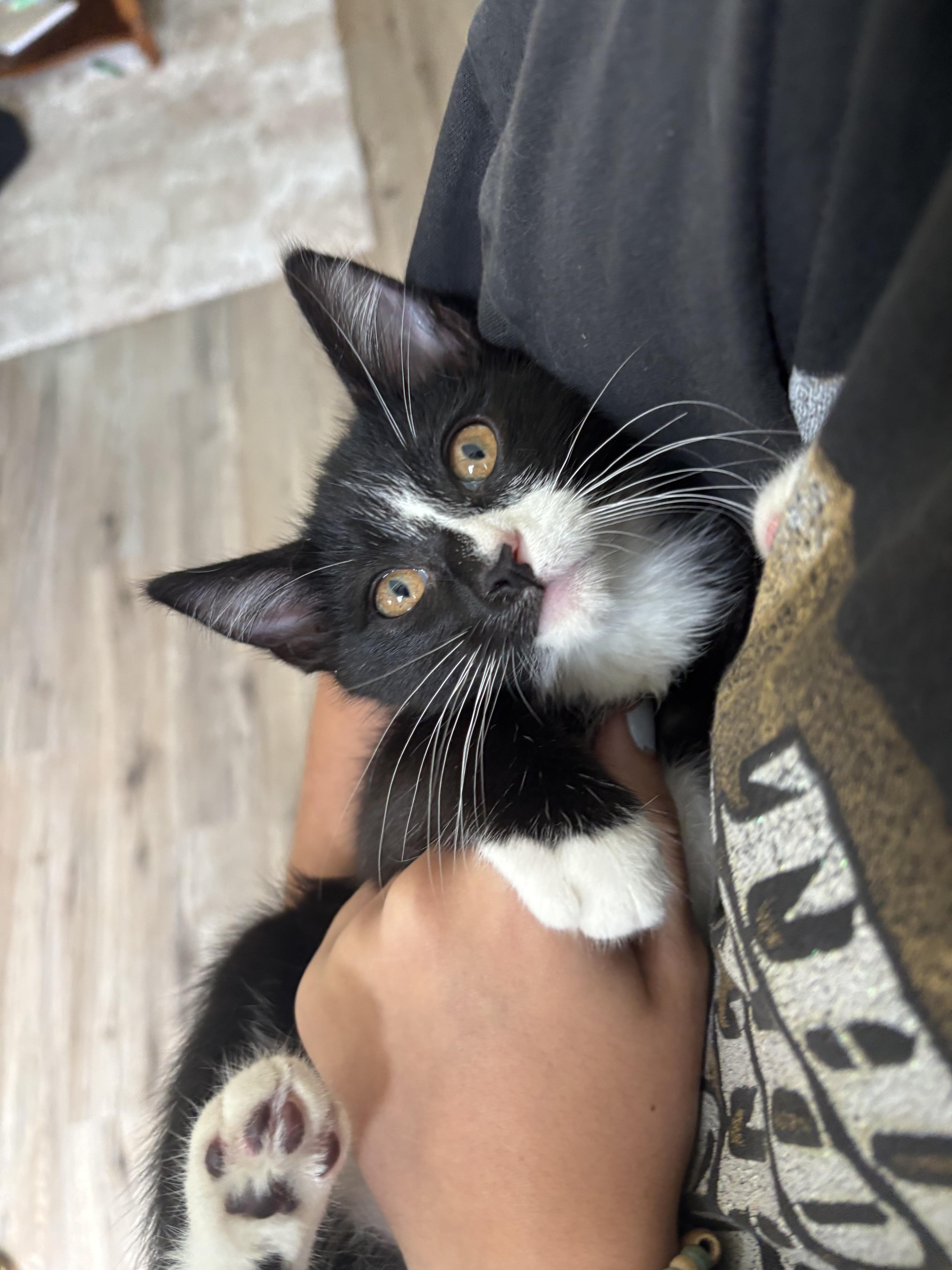Oscar, a Adoptable Domestic Short Hair in San Luis Obispo, CA image 2/3