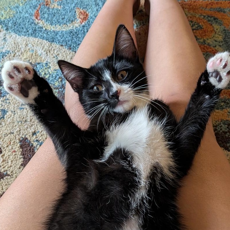 Enlarge Oscar, a Adoptable Domestic Short Hair in San Luis Obispo, CA image 1/6