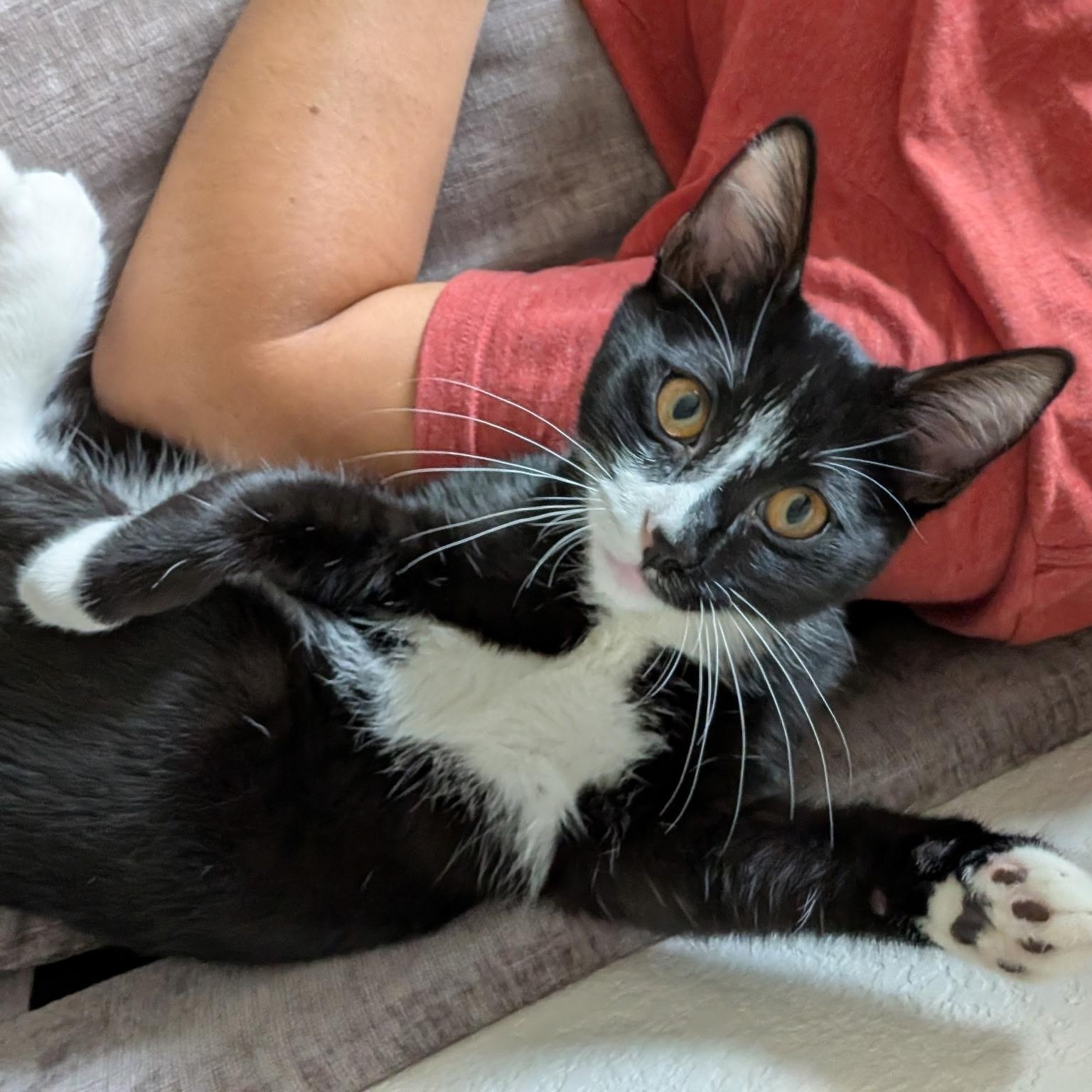 Enlarge Oscar, a Adoptable Domestic Short Hair in San Luis Obispo, CA image 2/6